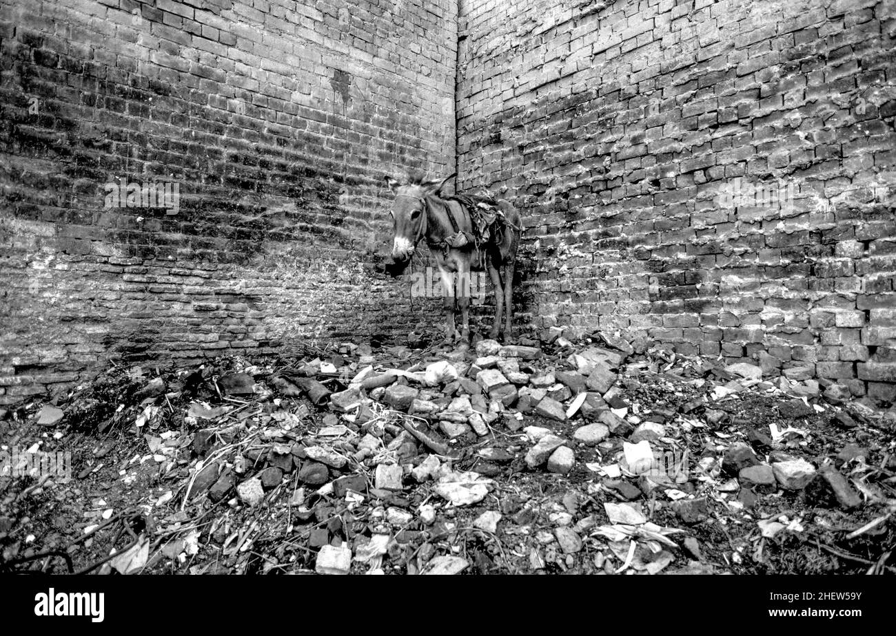 l'âne mince attend le tas de déchets qui a l'air triste Banque D'Images