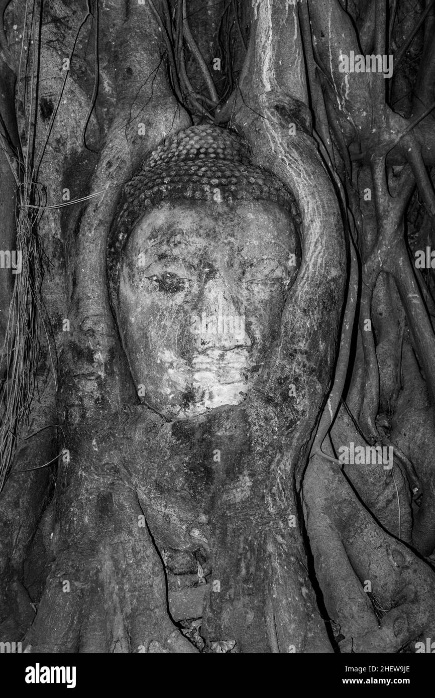 En tête des bouddhas temple Mahathat est couvert par les racines d'un arbre Banque D'Images