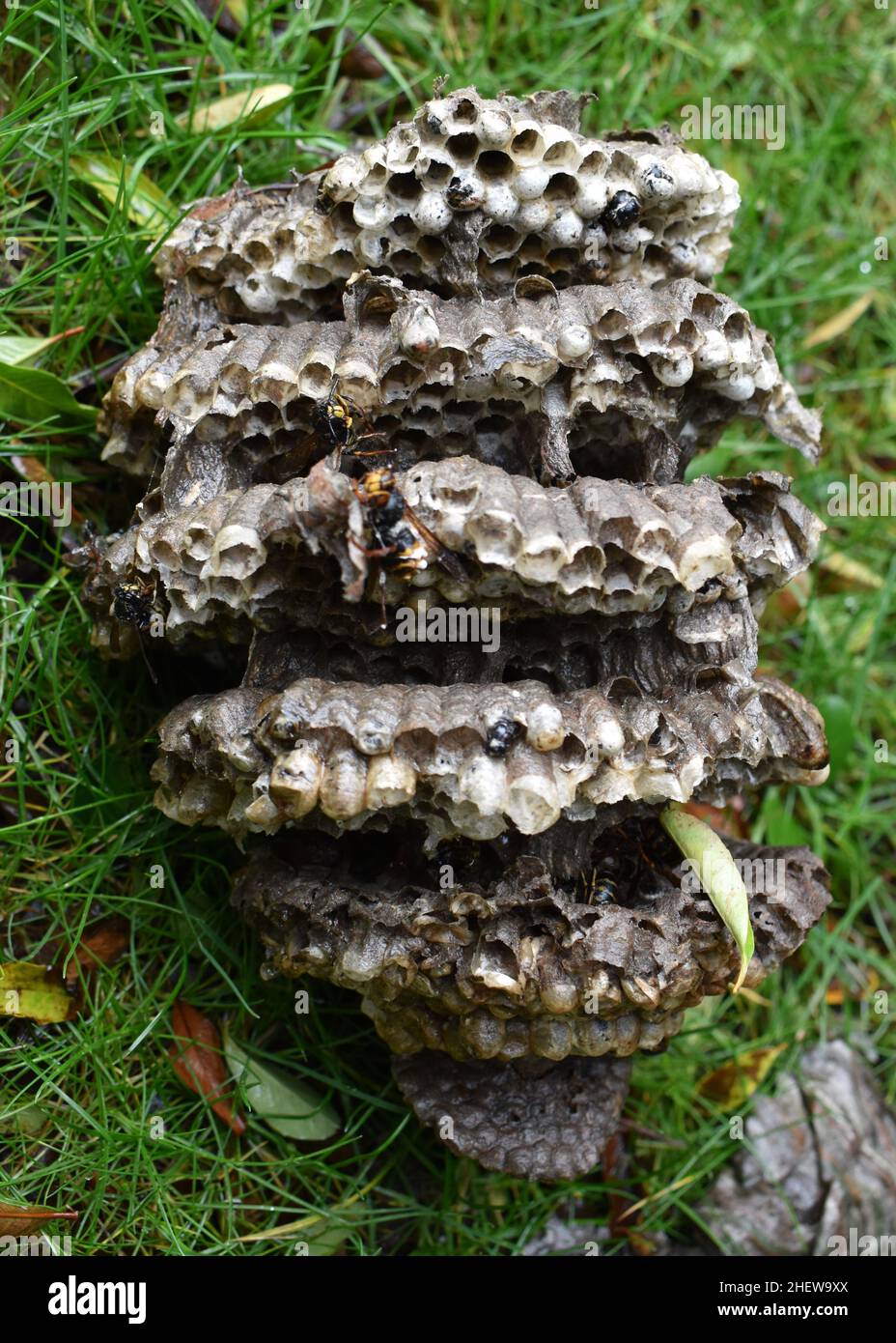 L'intérieur d'un nid de guêpe. Banque D'Images