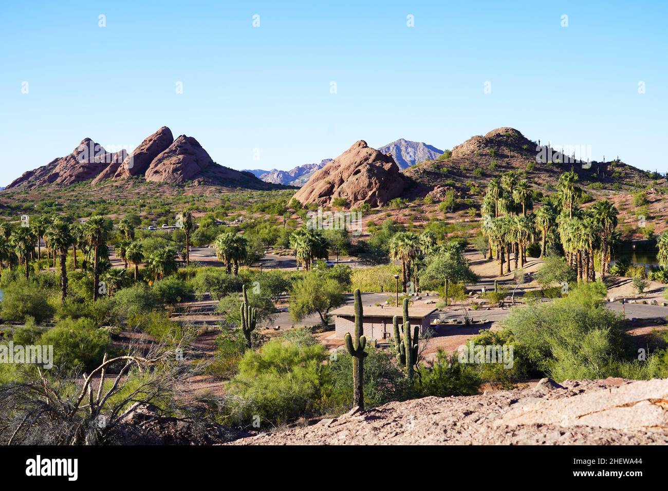 Le Saguaro Cactus à Phoenix, Arizona Banque D'Images