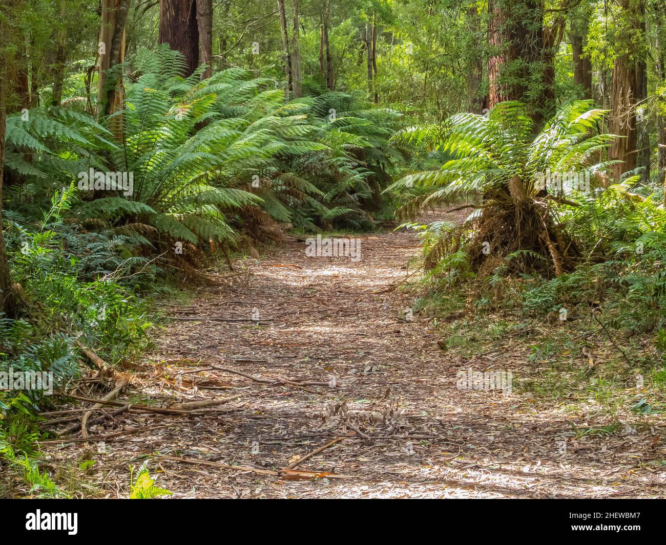Johnson Track dans le parc national Great Otway - Blanket Bay, Victoria, Australie Banque D'Images
