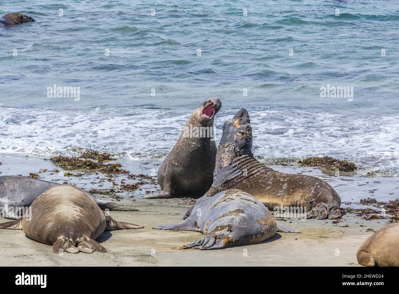 crier et combattre les jeunes lions de mer mâles à la plage Banque D'Images