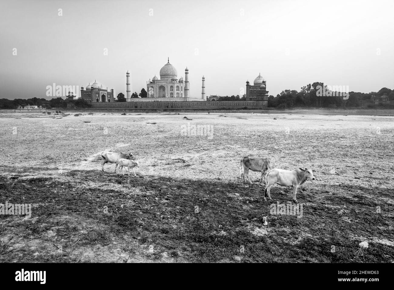 taj mahal de la rivière yamuna au coucher du soleil avec des vaches Banque D'Images