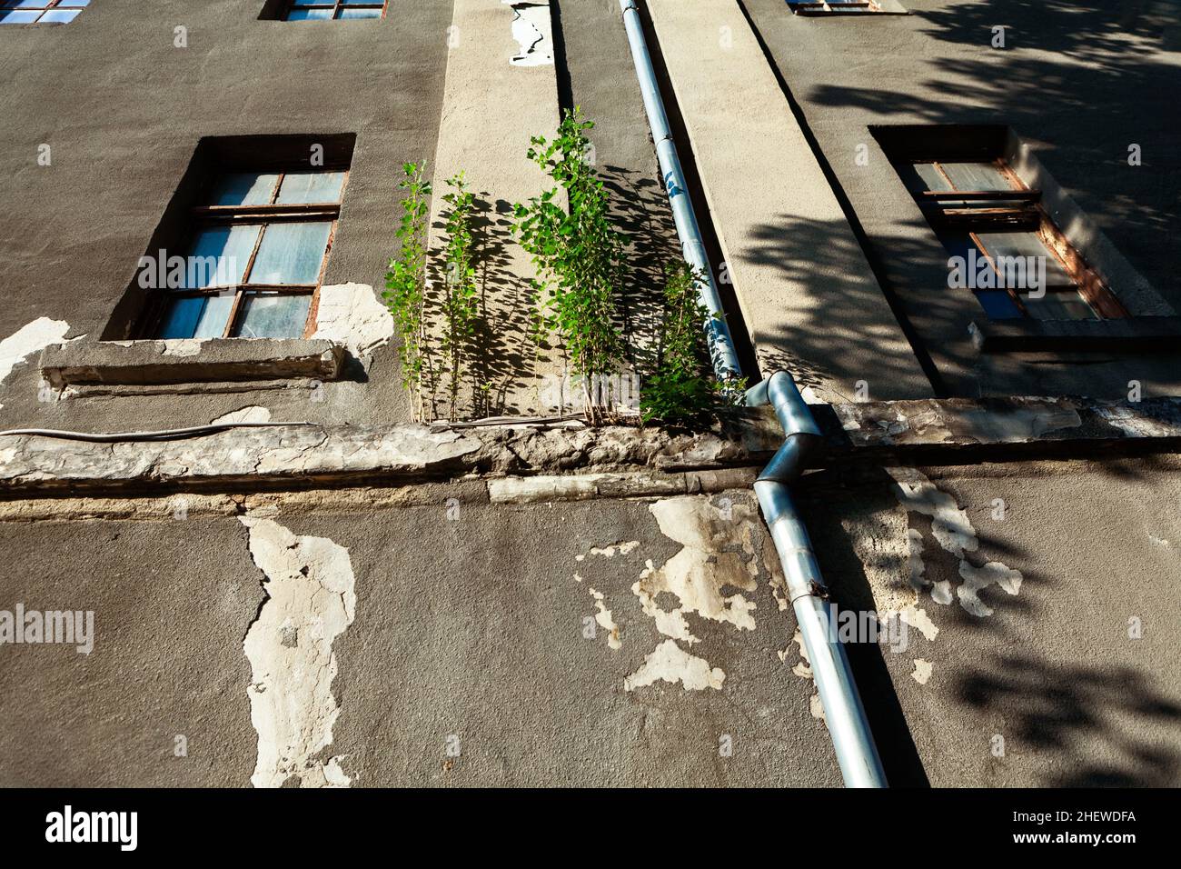 Arbres poussant sur le mur du bâtiment .Plantes dans la pierre Banque D'Images