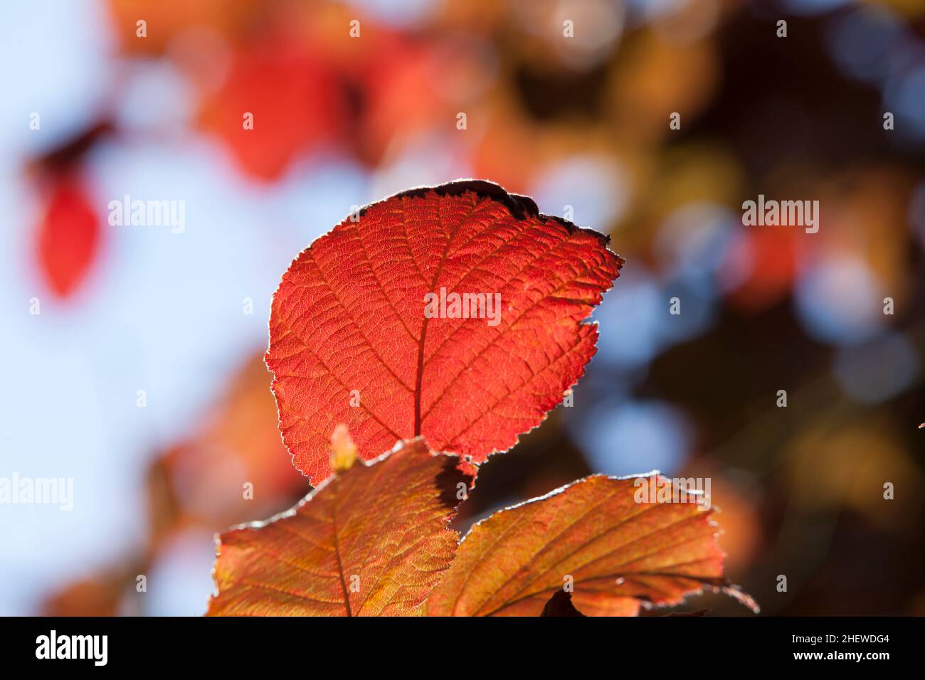 congé rouge en automne dans les couleurs indiennes d'été Banque D'Images