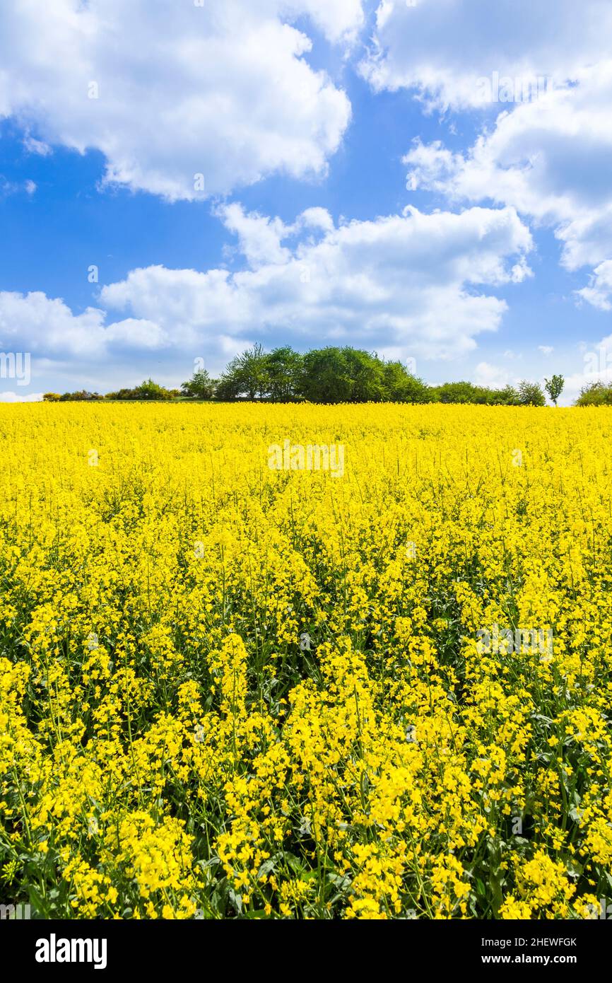 Campagne de printemps des champs de colza en fleur jaune près de Usingen Banque D'Images