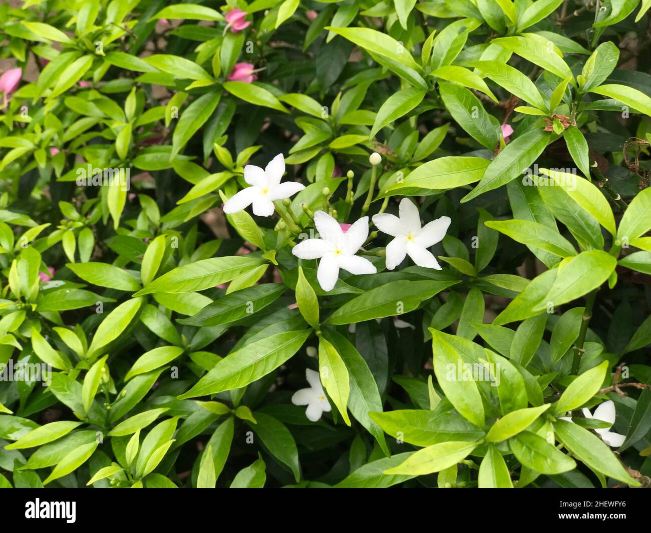 belle fleur blanche avec feuille vert nature . fond frais naturel Photo  Stock - Alamy