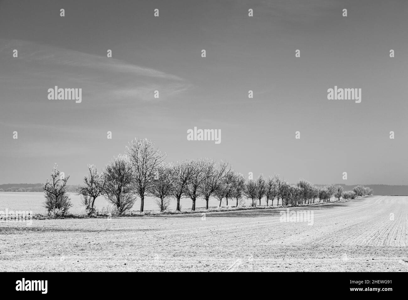 Allée d'arbres en hiver paysage couvert de neige Banque D'Images