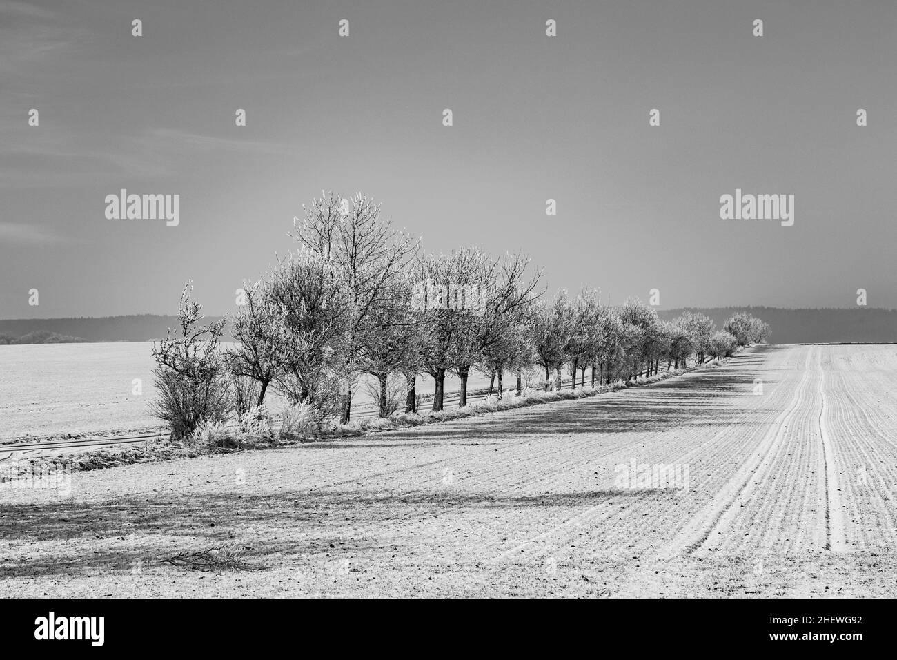Allée d'arbres en hiver paysage couvert de neige Banque D'Images