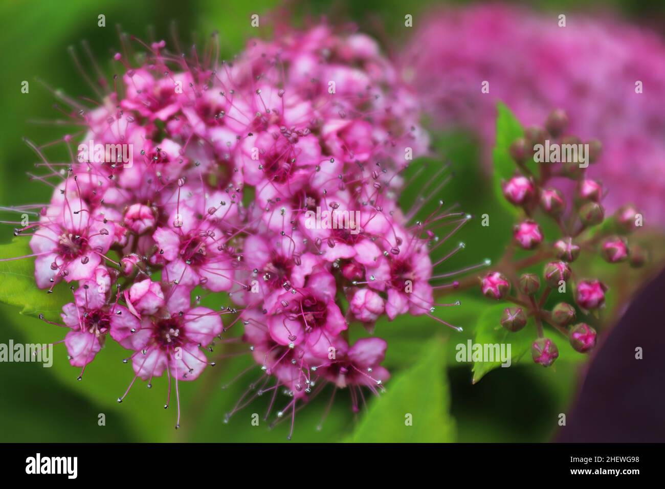 Des fleurs roses délicates fleurissent sur une petite princesse Spirea Banque D'Images