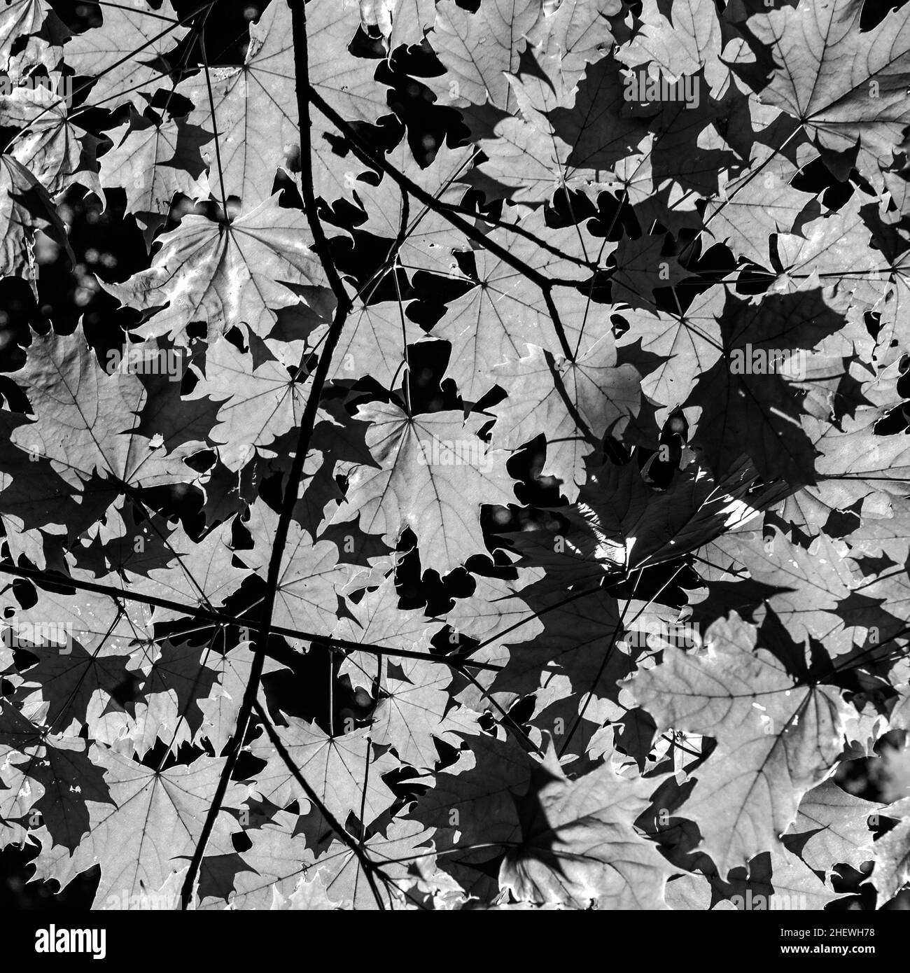 détail de chênes verts en plein soleil Banque D'Images