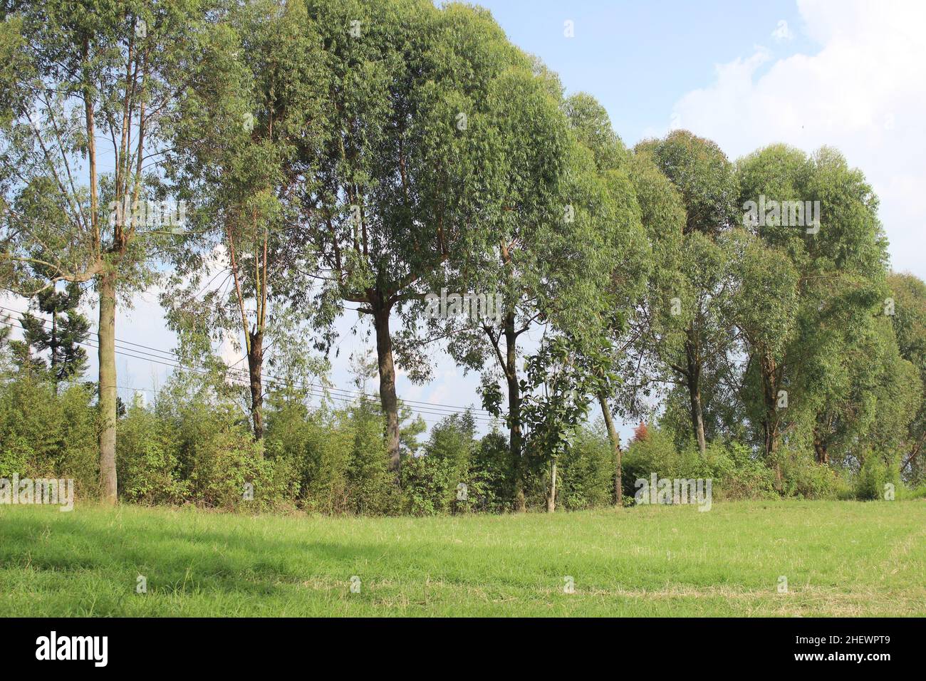 Paysage d'été de Green Meadows avec de grands arbres à midi, vert frais Grand Meadow Banque D'Images