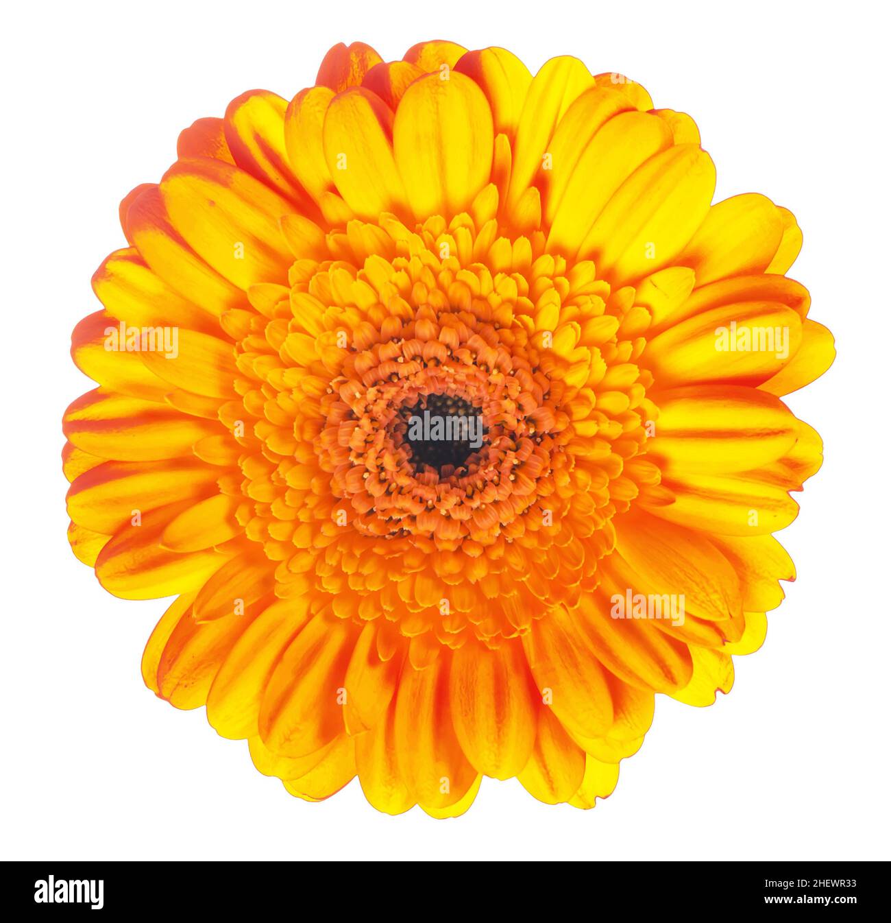 gerbera jaune sur fond blanc Banque D'Images