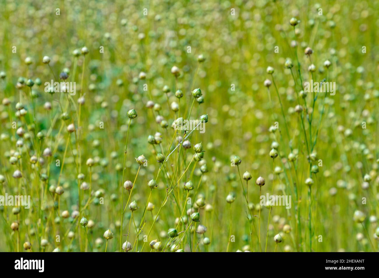 Capsules de graines sèches de lin commun (Linum usitatissimum) dans un champ Banque D'Images