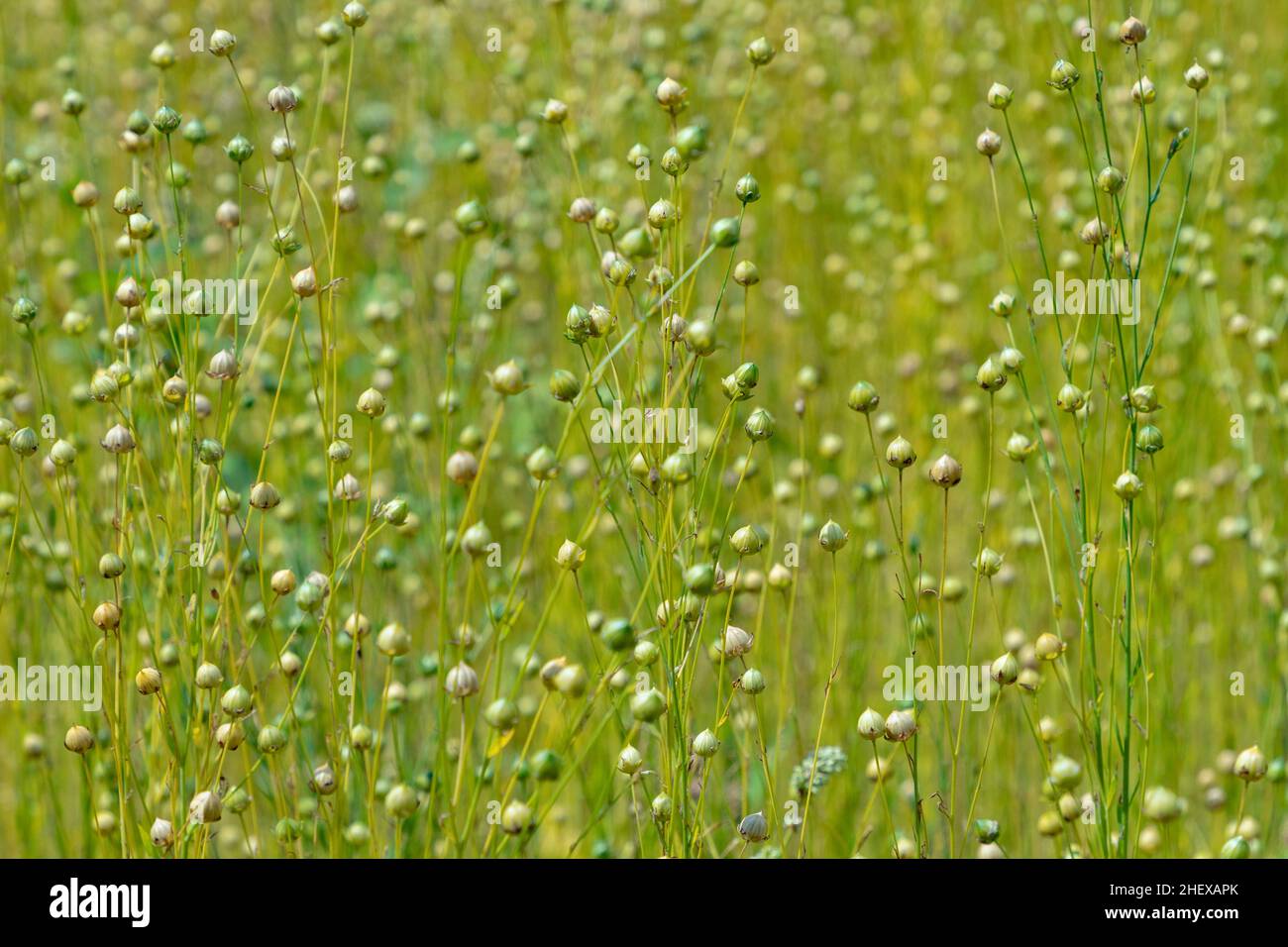 Capsules de graines sèches de lin commun (Linum usitatissimum) dans un champ Banque D'Images