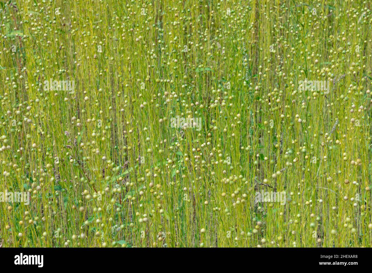 Capsules de graines sèches de lin commun (Linum usitatissimum) dans un champ Banque D'Images