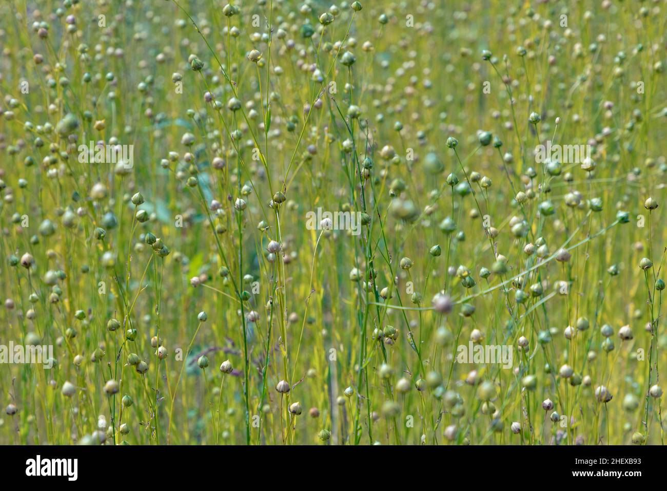 Capsules de graines sèches de lin commun (Linum usitatissimum) dans un champ Banque D'Images