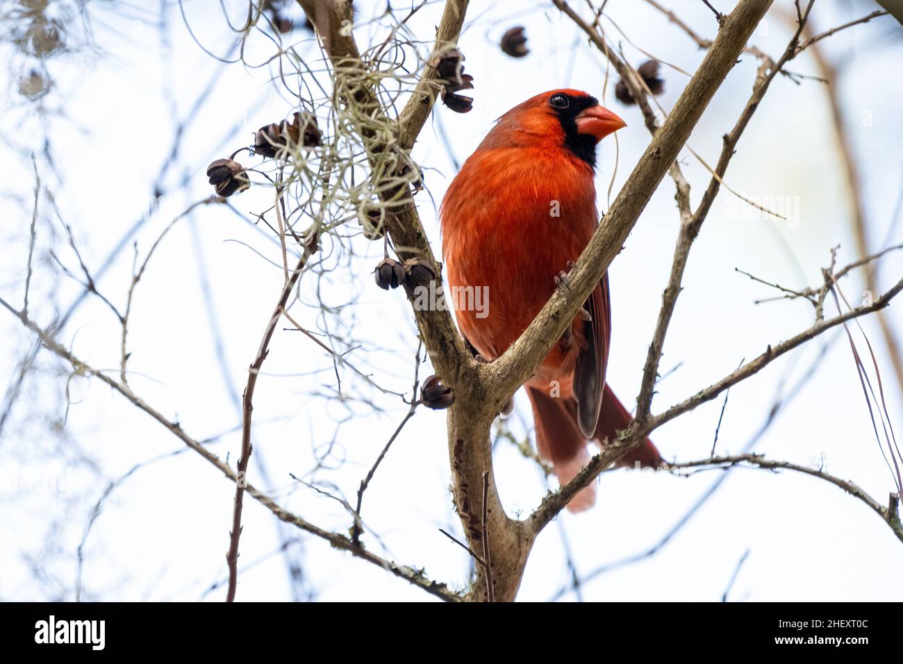 Cardinal du Nord (Cardinalis cardinalis) perchée dans un arbre pendant l'hiver à Ponte Vedra Beach, Floride.(ÉTATS-UNIS) Banque D'Images