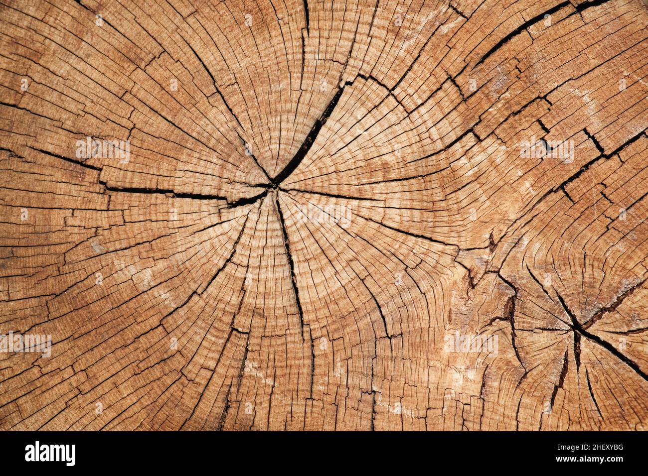 Vue rapprochée de l'ancienne section du tronc de l'arbre.Structure en bois.Anneaux concentriques. Banque D'Images