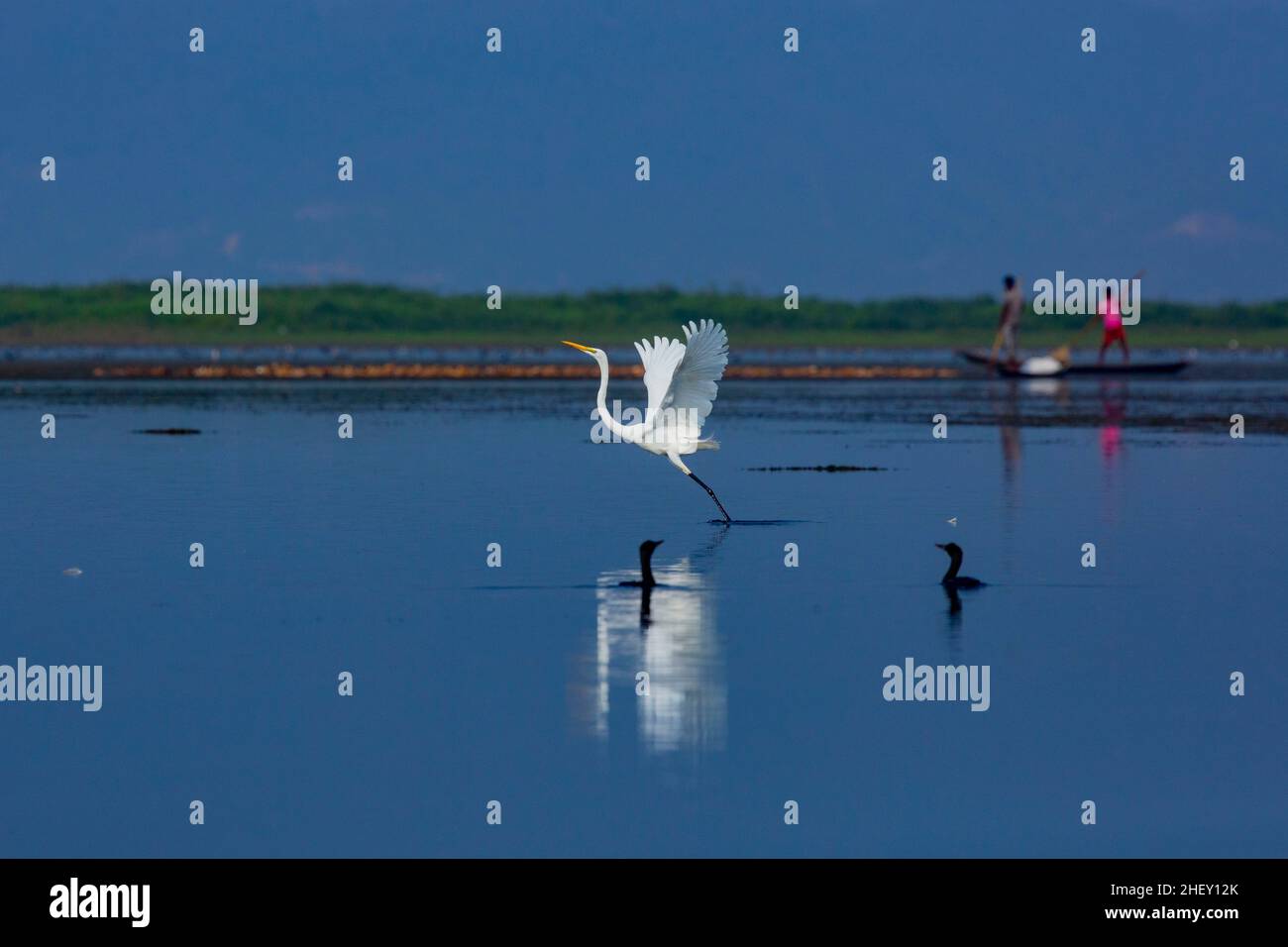 Grand Egret appelé Boro Bok à Tanguar Haor.C'est un écosystème de zones humides unique.Chaque hiver, le haor abrite environ 200 types de migration b Banque D'Images