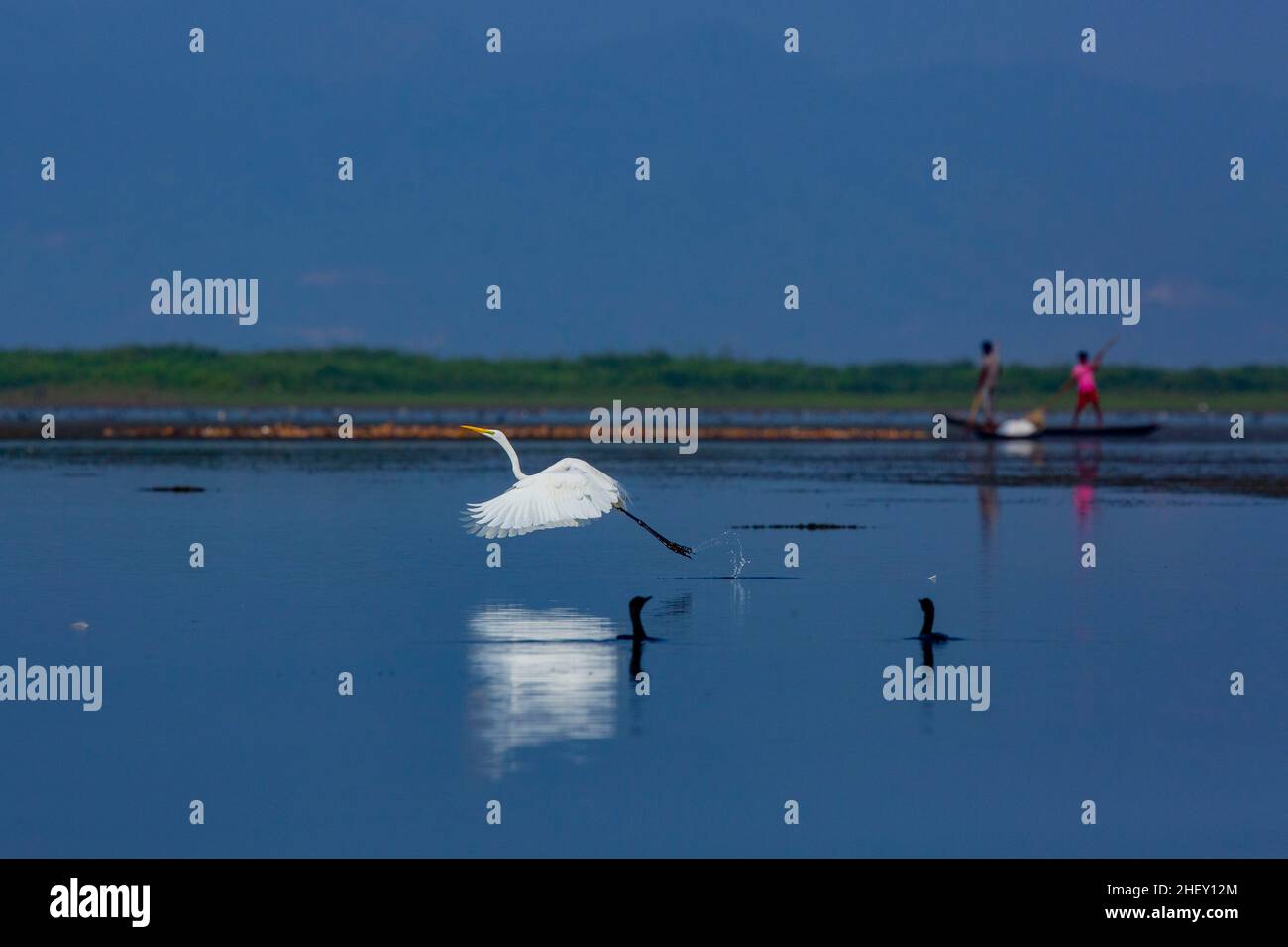 Grand Egret appelé Boro Bok à Tanguar Haor.C'est un écosystème de zones humides unique.Chaque hiver, le haor abrite environ 200 types de migration b Banque D'Images