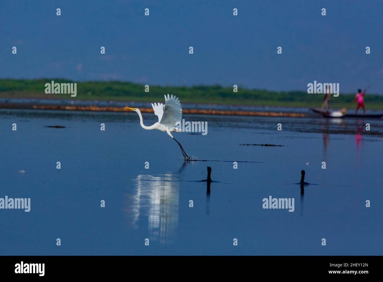Grand Egret appelé Boro Bok à Tanguar Haor.C'est un écosystème de zones humides unique.Chaque hiver, le haor abrite environ 200 types de migration b Banque D'Images