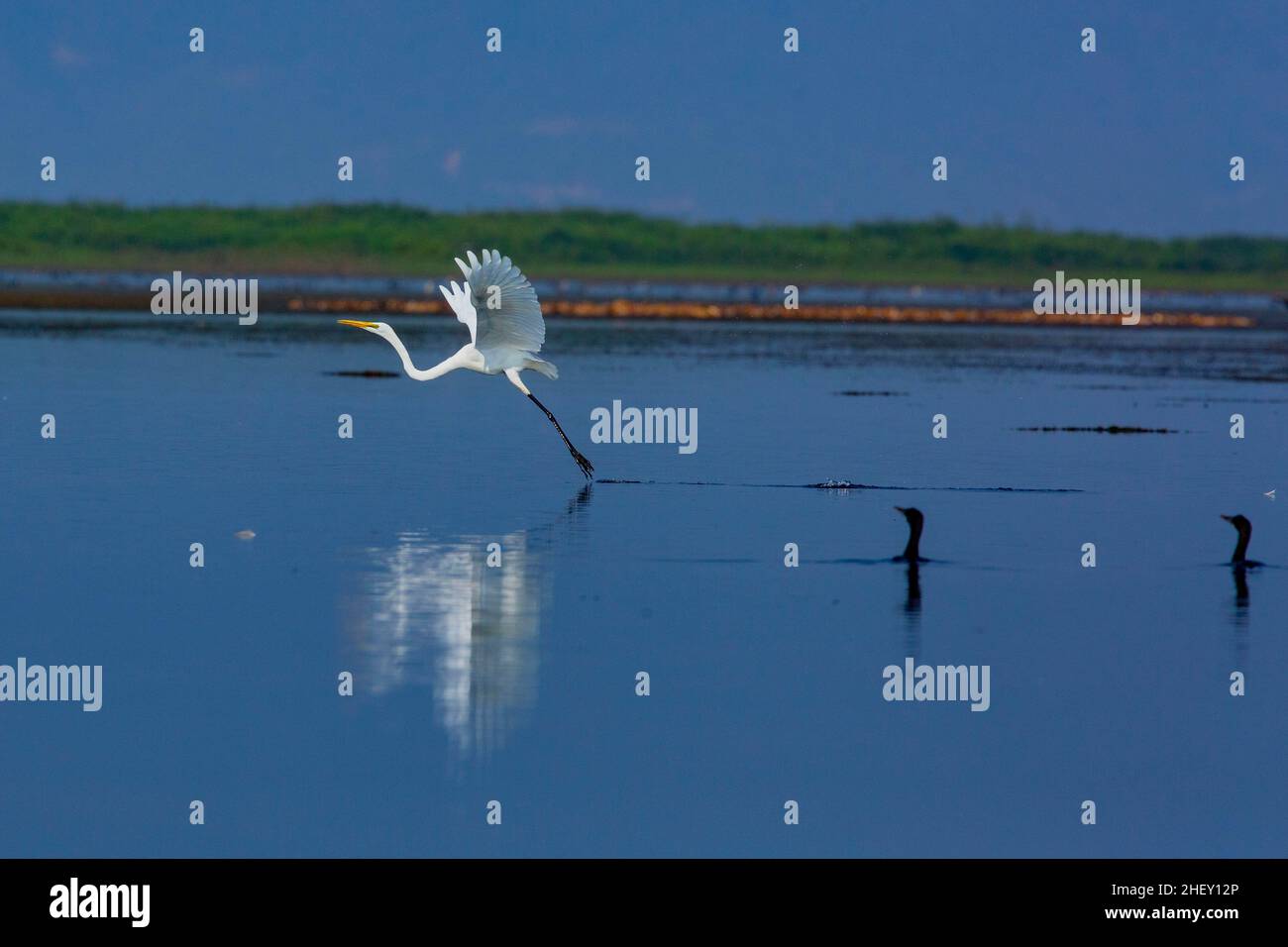 Grand Egret appelé Boro Bok à Tanguar Haor.C'est un écosystème de zones humides unique.Chaque hiver, le haor abrite environ 200 types de migration b Banque D'Images