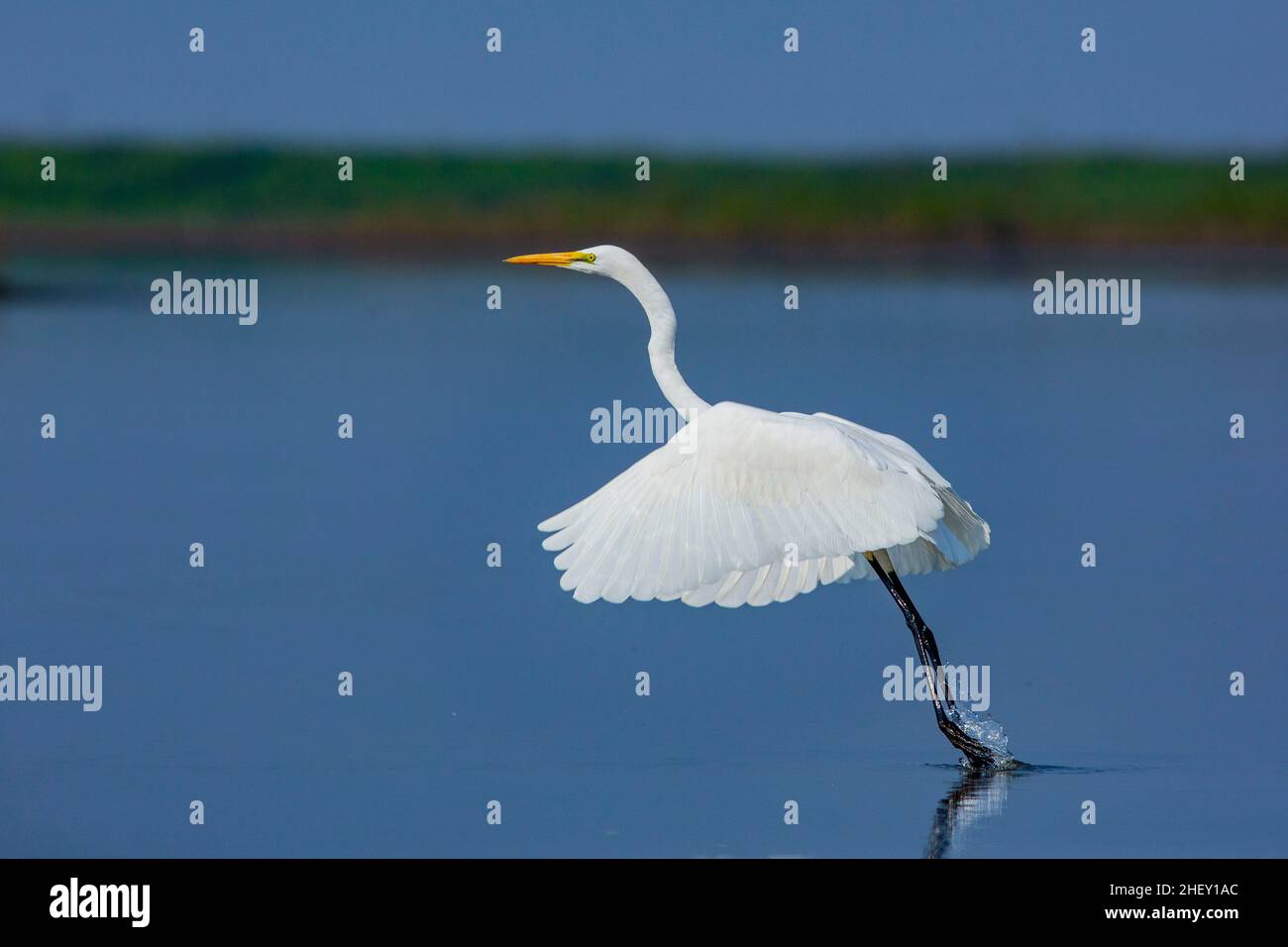 Grand Egret appelé Boro Bok à Tanguar Haor.C'est un écosystème de zones humides unique.Chaque hiver, le haor abrite environ 200 types de migration b Banque D'Images