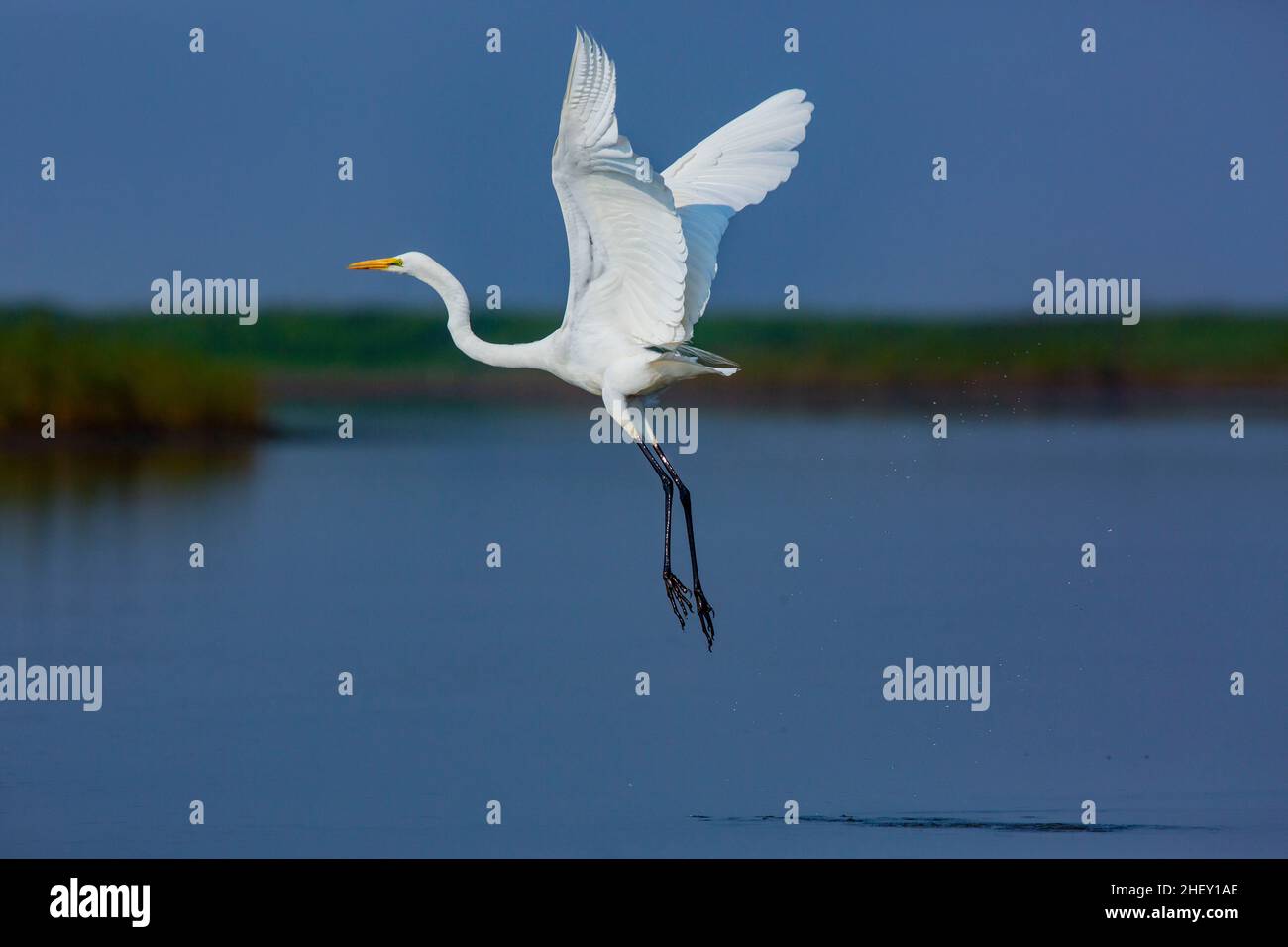 Grand Egret appelé Boro Bok à Tanguar Haor.C'est un écosystème de zones humides unique.Chaque hiver, le haor abrite environ 200 types de migration b Banque D'Images