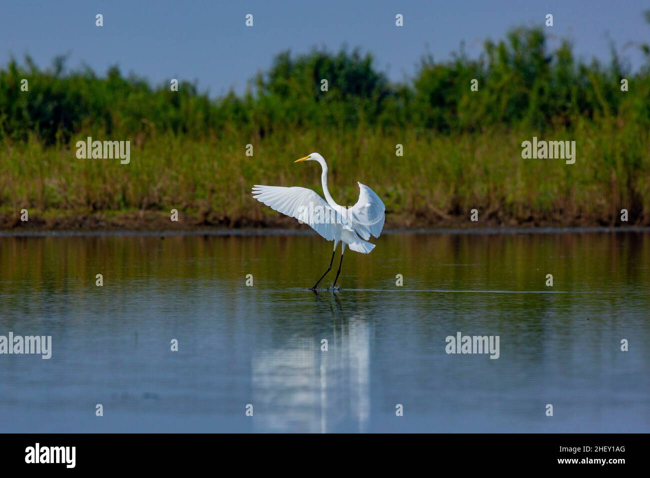 Grand Egret appelé Boro Bok à Tanguar Haor.C'est un écosystème de zones humides unique.Chaque hiver, le haor abrite environ 200 types de migration b Banque D'Images