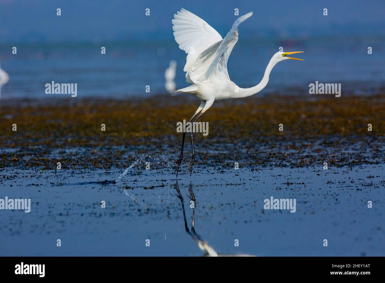 Grand Egret appelé Boro Bok à Tanguar Haor.C'est un écosystème de zones humides unique.Chaque hiver, le haor abrite environ 200 types de migration b Banque D'Images