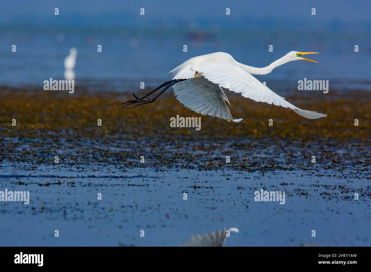 Grand Egret appelé Boro Bok à Tanguar Haor.C'est un écosystème de zones humides unique.Chaque hiver, le haor abrite environ 200 types de migration b Banque D'Images