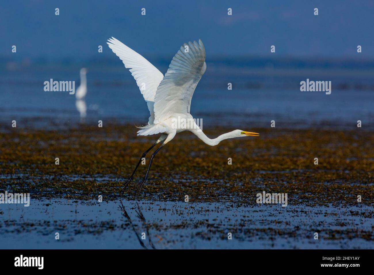 Grand Egret appelé Boro Bok à Tanguar Haor.C'est un écosystème de zones humides unique.Chaque hiver, le haor abrite environ 200 types de migration b Banque D'Images