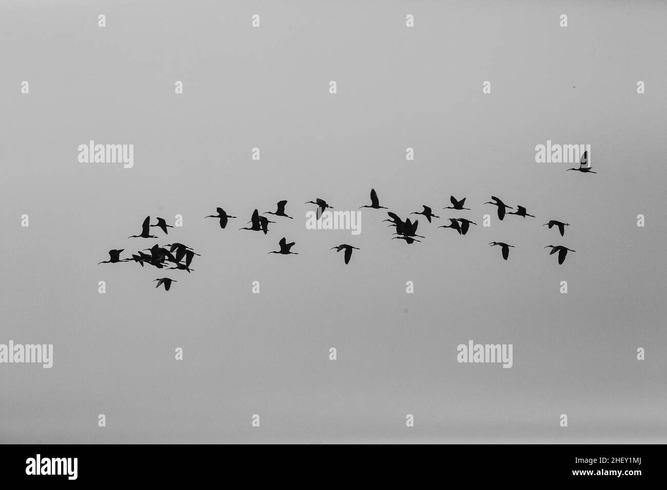 Troupeau d'ibis brillant (Plegadis falcinellus) volant dans le ciel de Tanguar Haor, Bangladesh Banque D'Images
