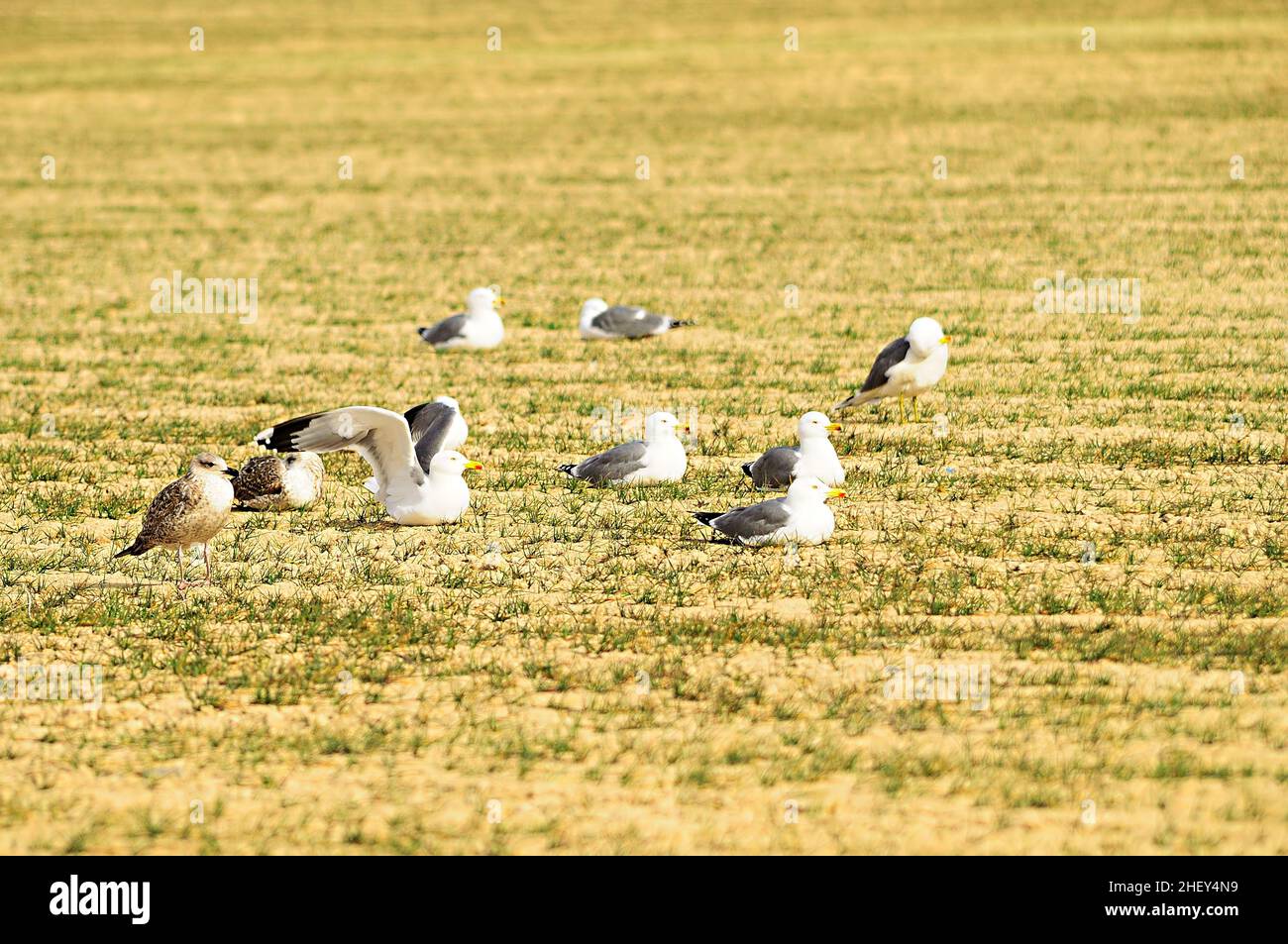 Le goéland à pattes jaunes est une espèce d'oiseau charadiforme de la famille des Laridae. Banque D'Images