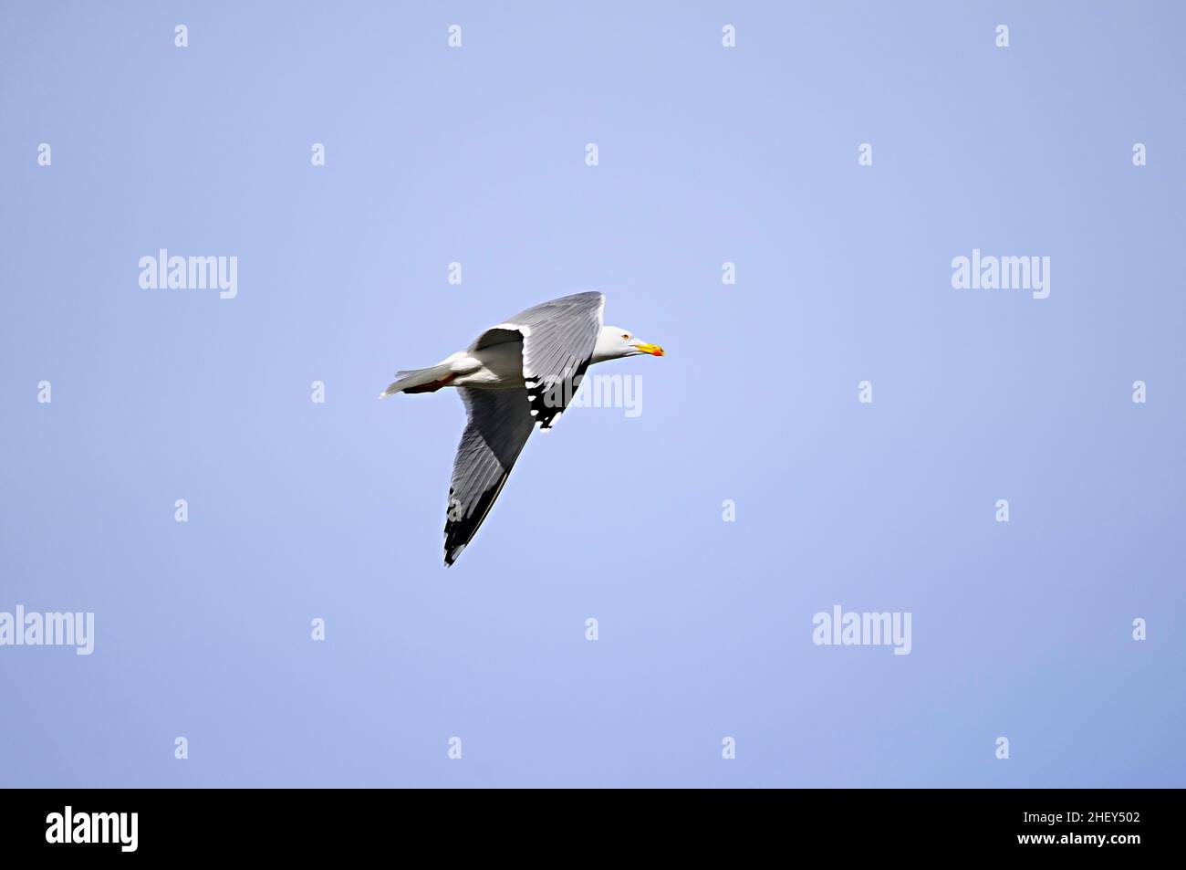 Le goéland à pattes jaunes est une espèce d'oiseau charadiforme de la famille des Laridae. Banque D'Images