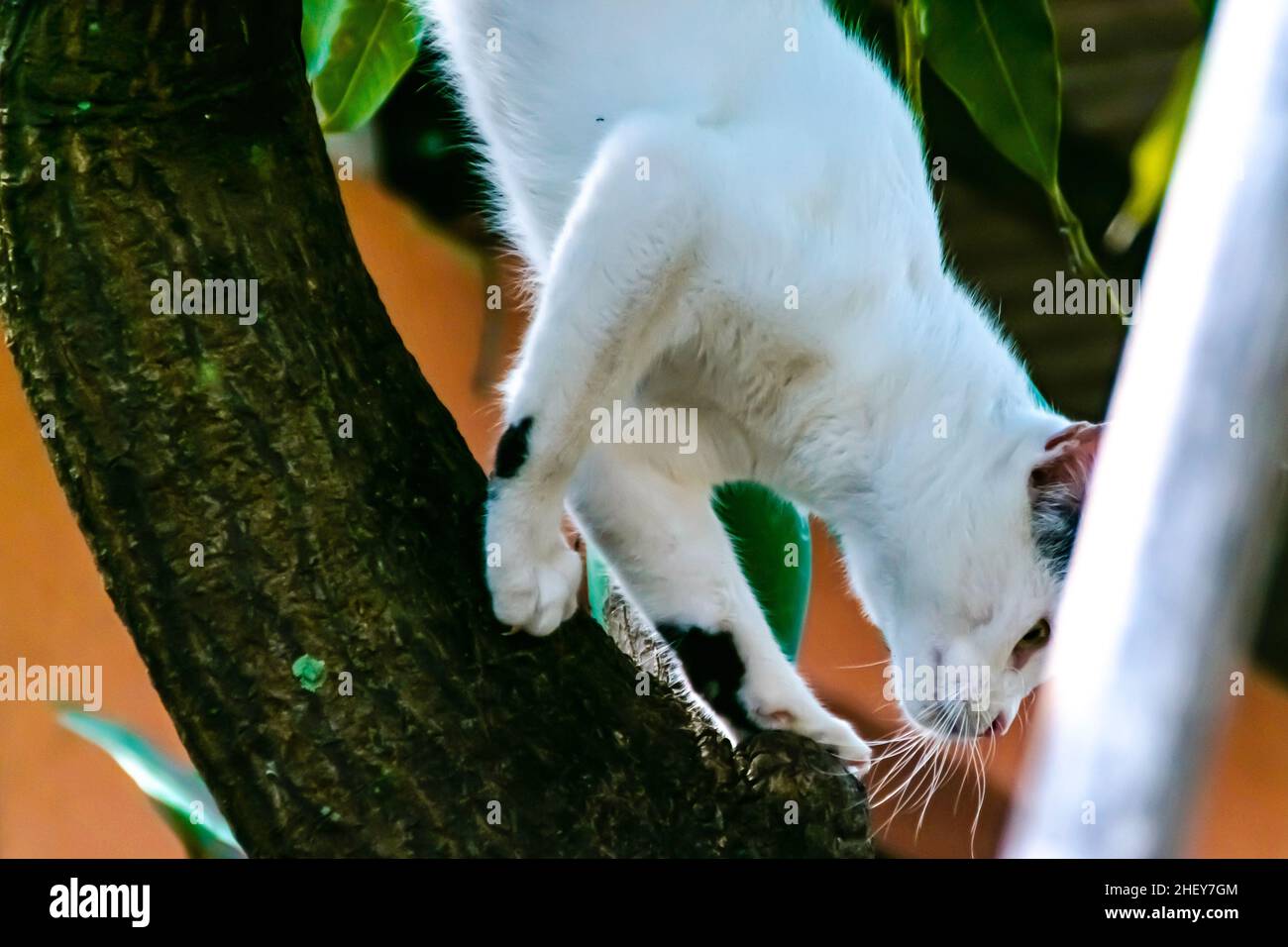 Tronc d'arbre jeune chat noir et blanc Banque de photographies et d — free download