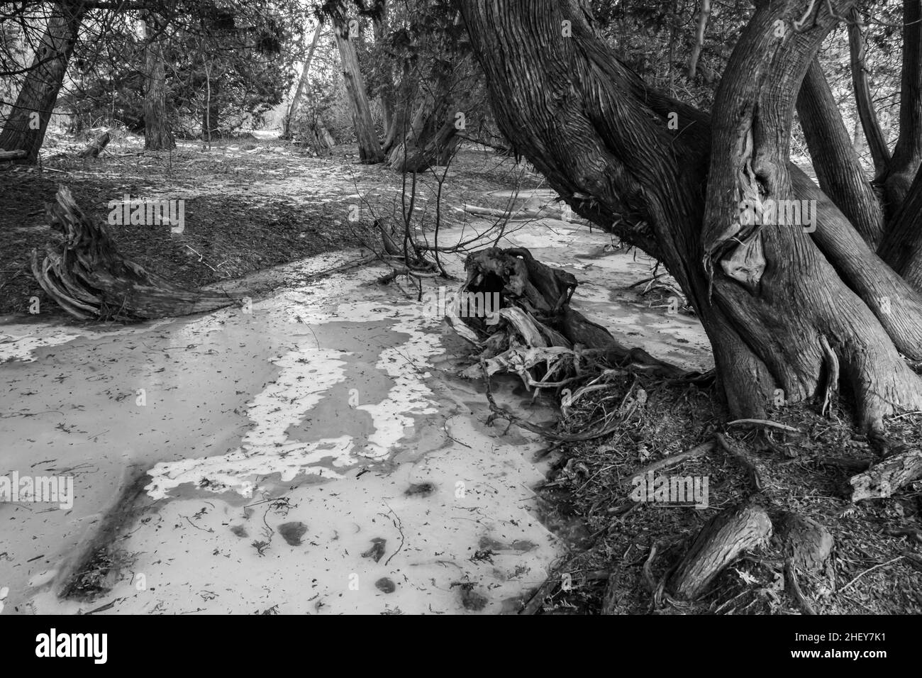 Orono Crown Land conservation Area Ontario Canada en hiver Banque D'Images