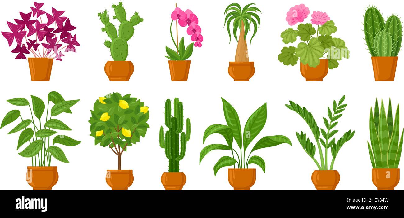Plantes en pot de dessin animé, fleurs de maison et de jardin en pots.Pots de fleurs botaniques, décoration d'intérieur de plantes ensemble d'illustrations vectorielles.Fleurs et plantes dans Illustration de Vecteur