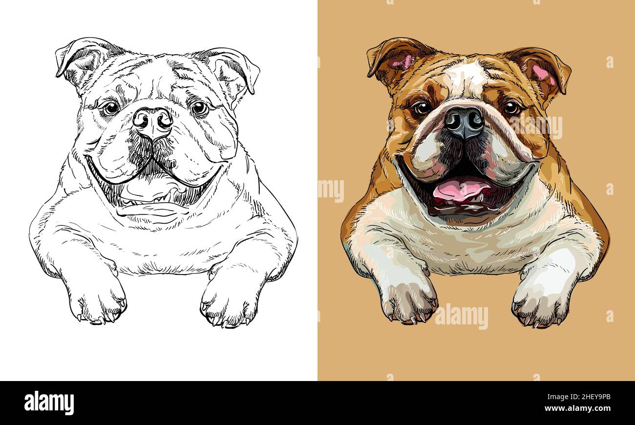 Vecteur main dessin chien bulldog monochrome et couleur Illustration de Vecteur