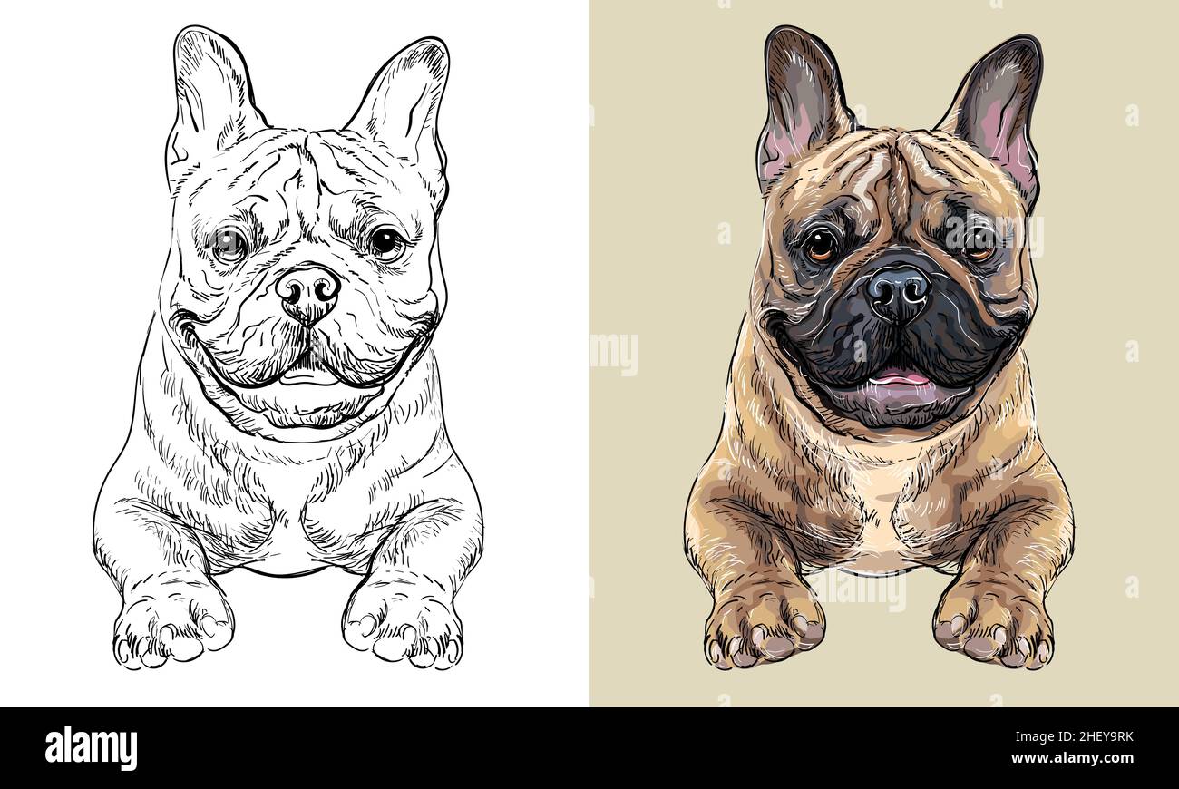 Chien à dessin main Vector chien bulldog français monochrome et couleur Illustration de Vecteur