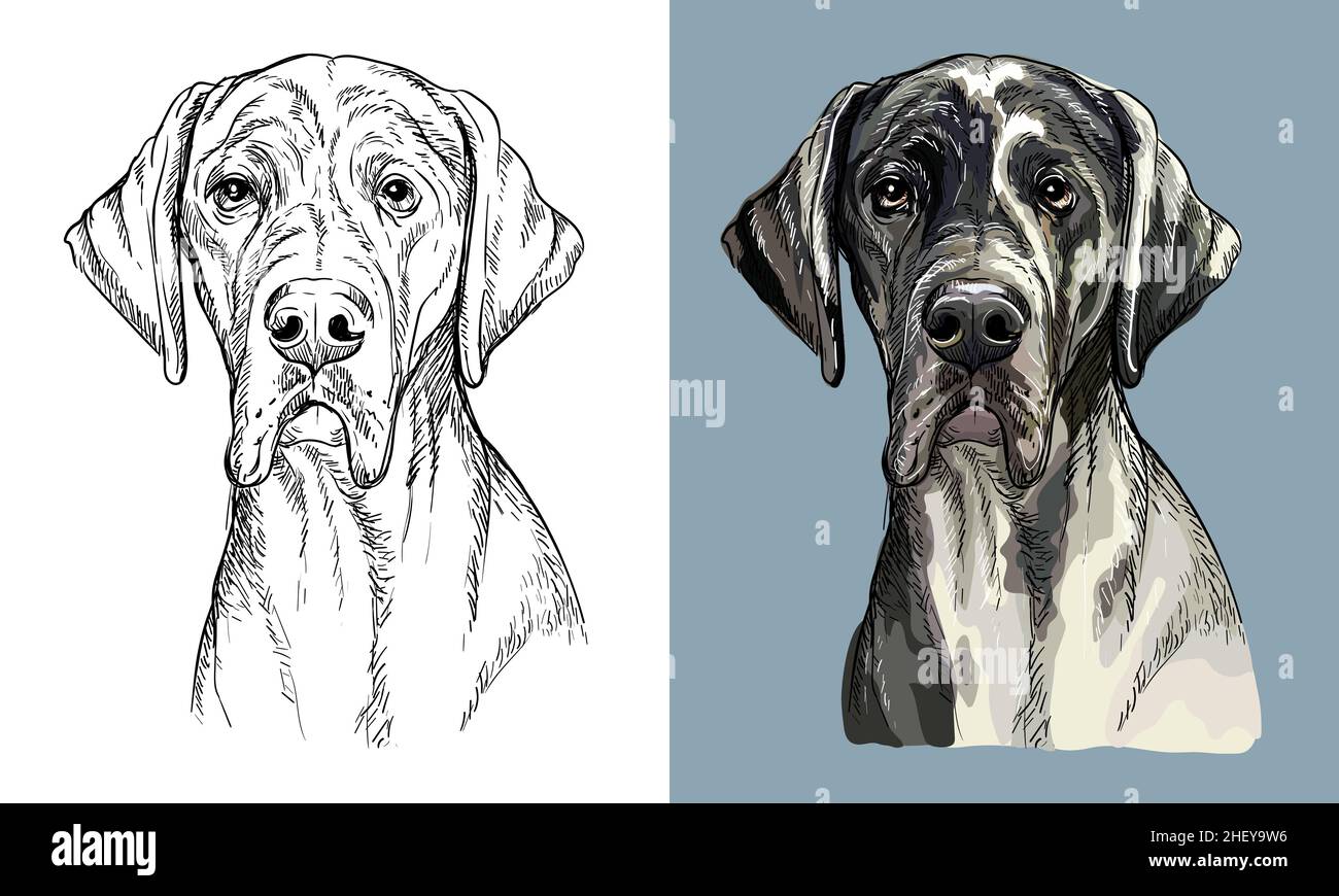Chien à dessin main Vector Grand danois monochrome et couleur Illustration de Vecteur