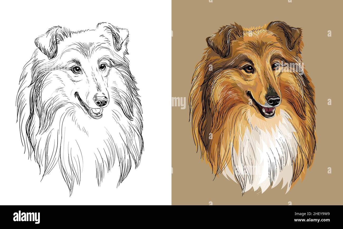 Chien à dessin vectoriel collie monochrome et couleur Illustration de Vecteur