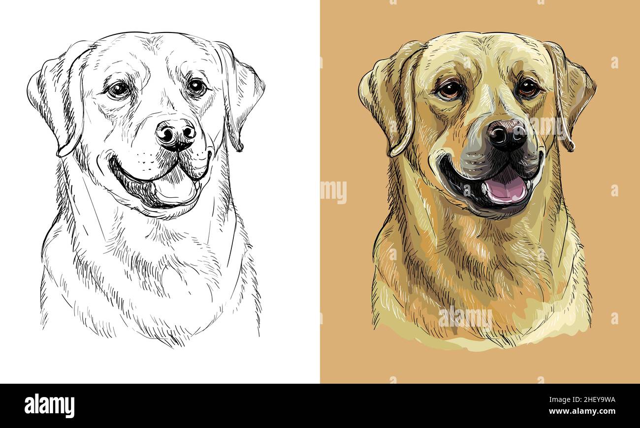 Chien à dessin main Vector labrador retriever monochrome et couleur Illustration de Vecteur