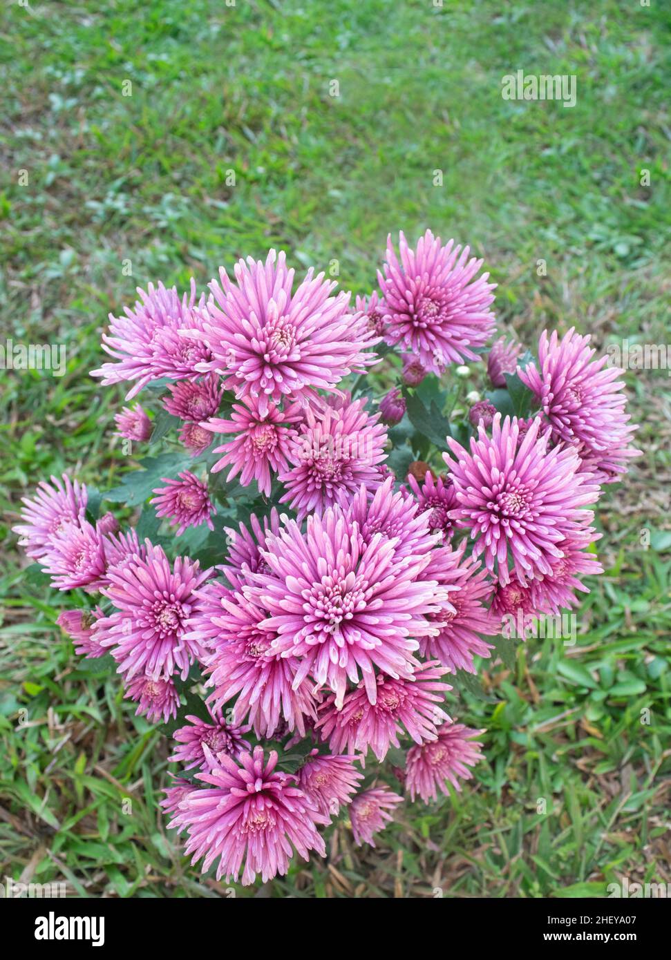 Belle fleur de chrysanthème rose dans le jardin Banque D'Images