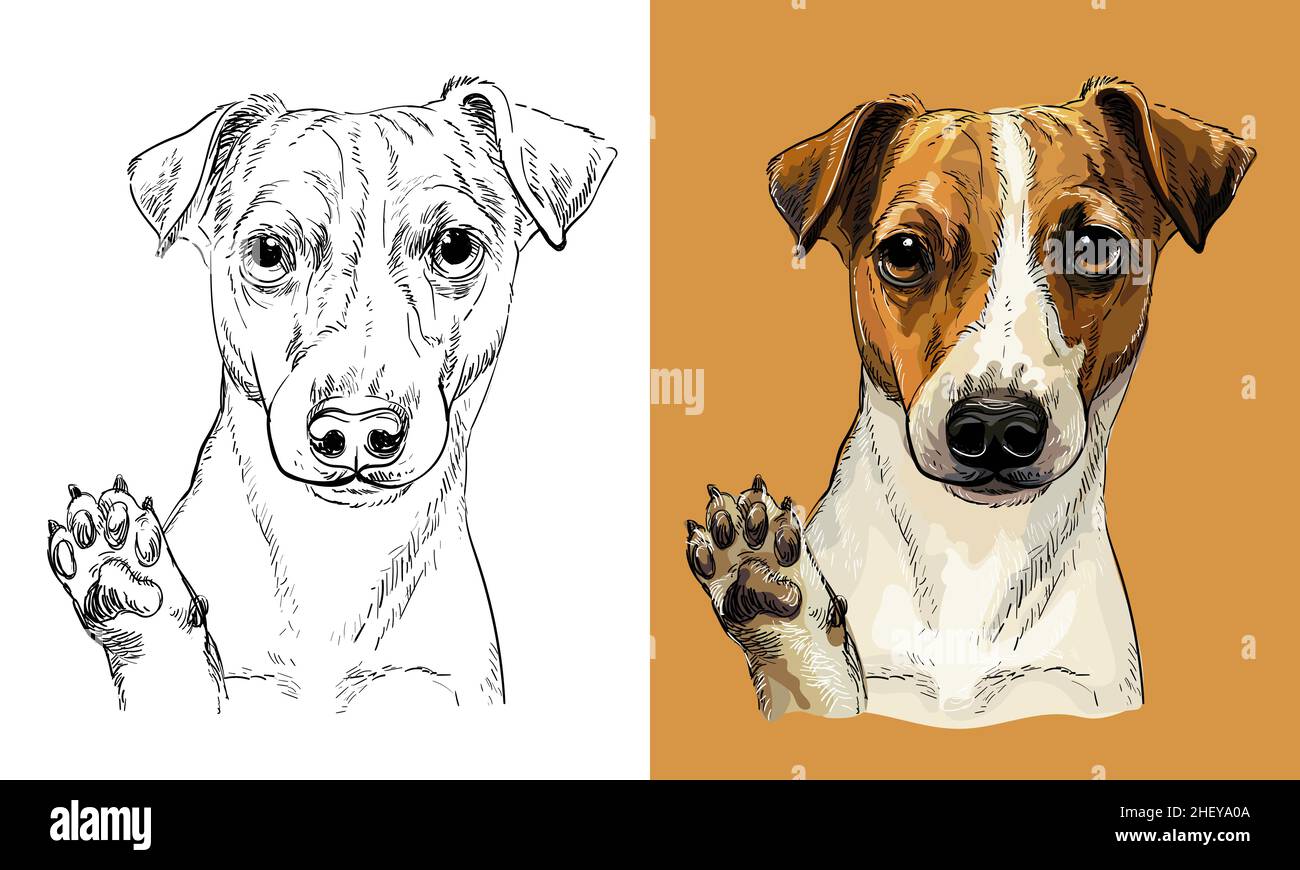 Chien à dessin main Vector Jack russel terrier monochrome et couleur Illustration de Vecteur