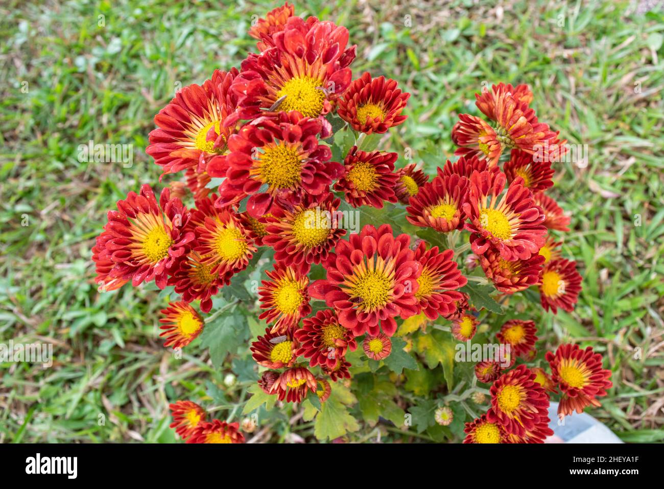 Belle fleur rouge de chrysanthème dans le jardin Banque D'Images