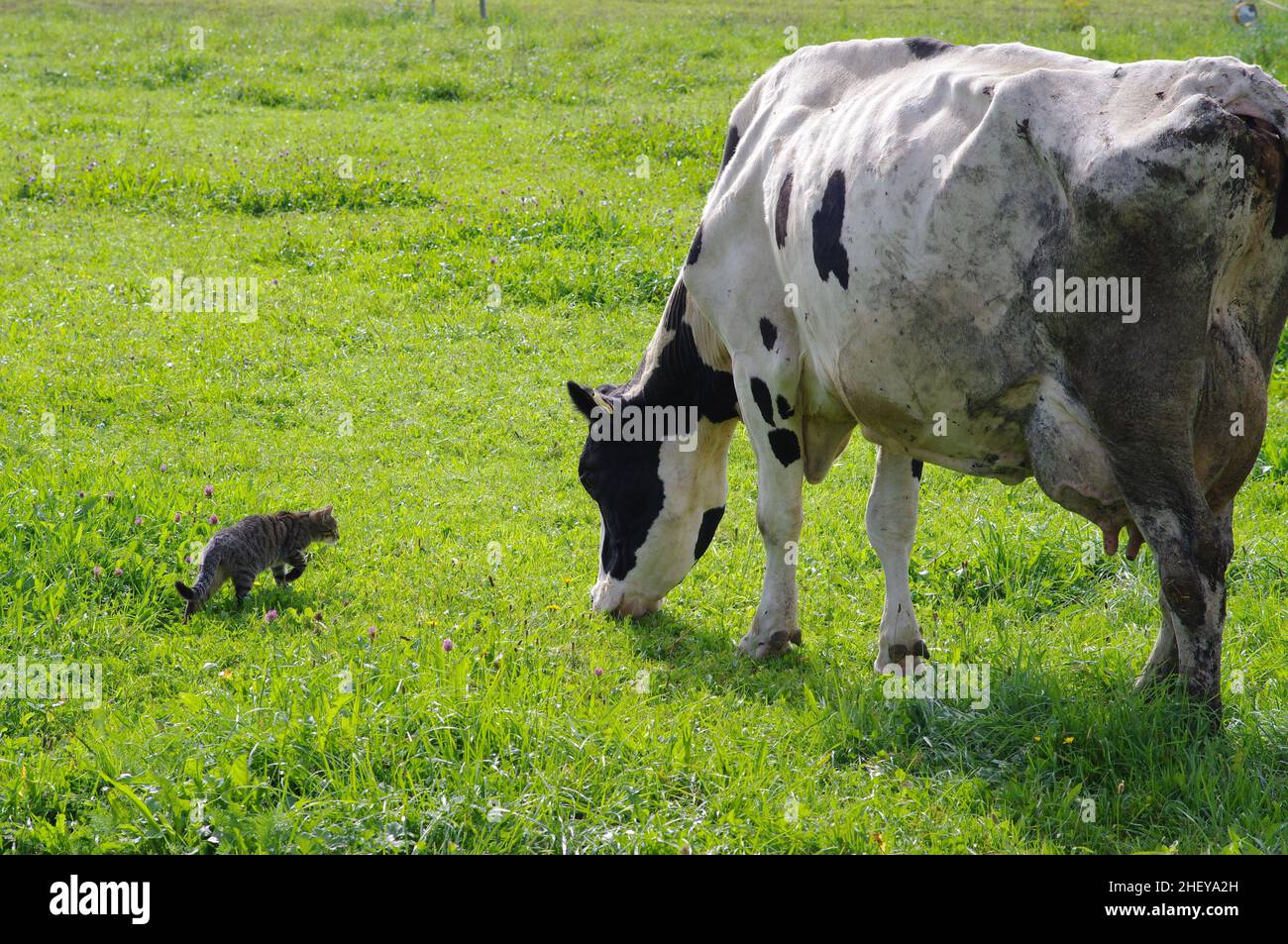 vache et chat Banque D'Images