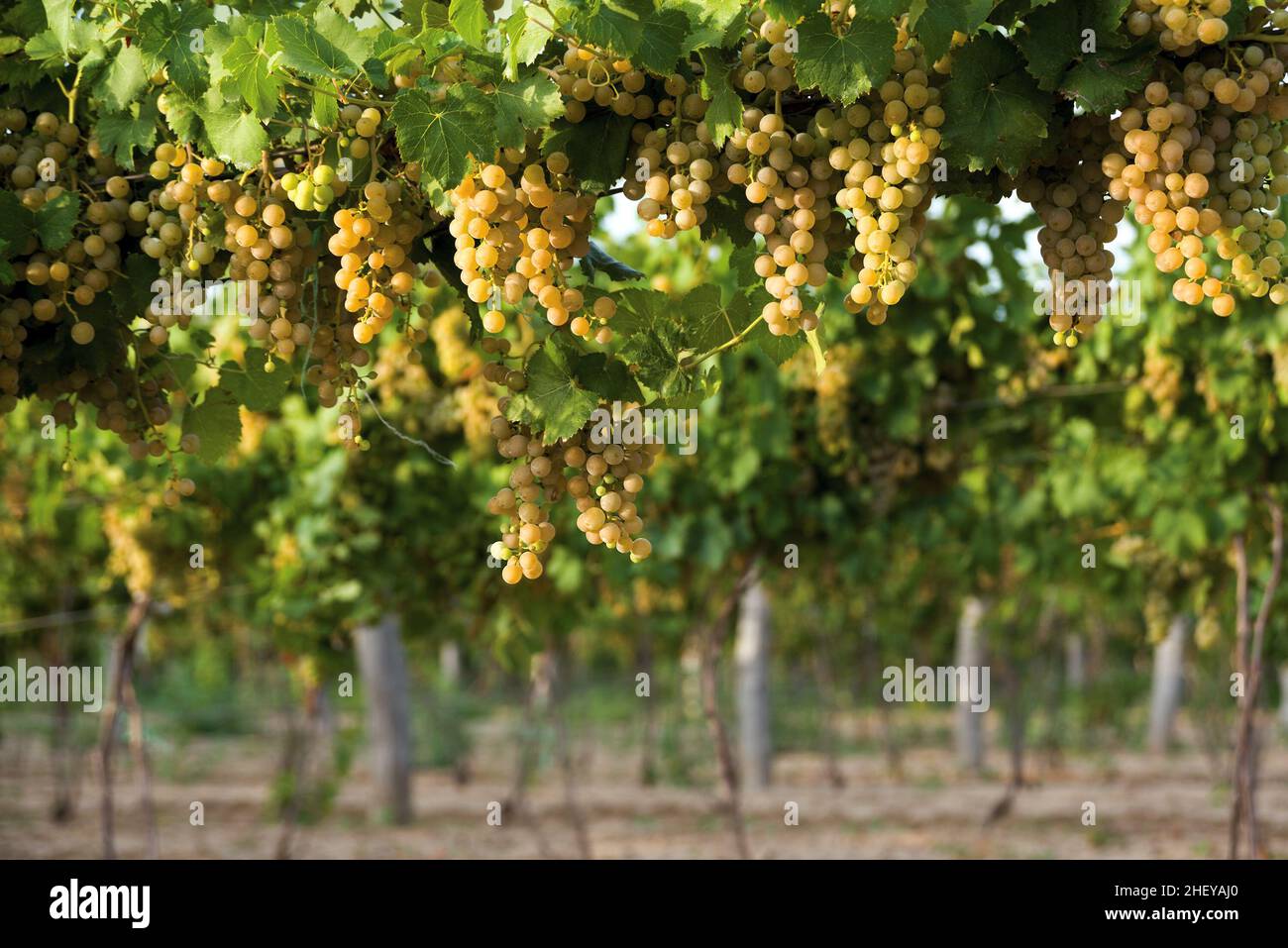 Grappes de raisins mûrs accrochées dans le vignoble Banque D'Images