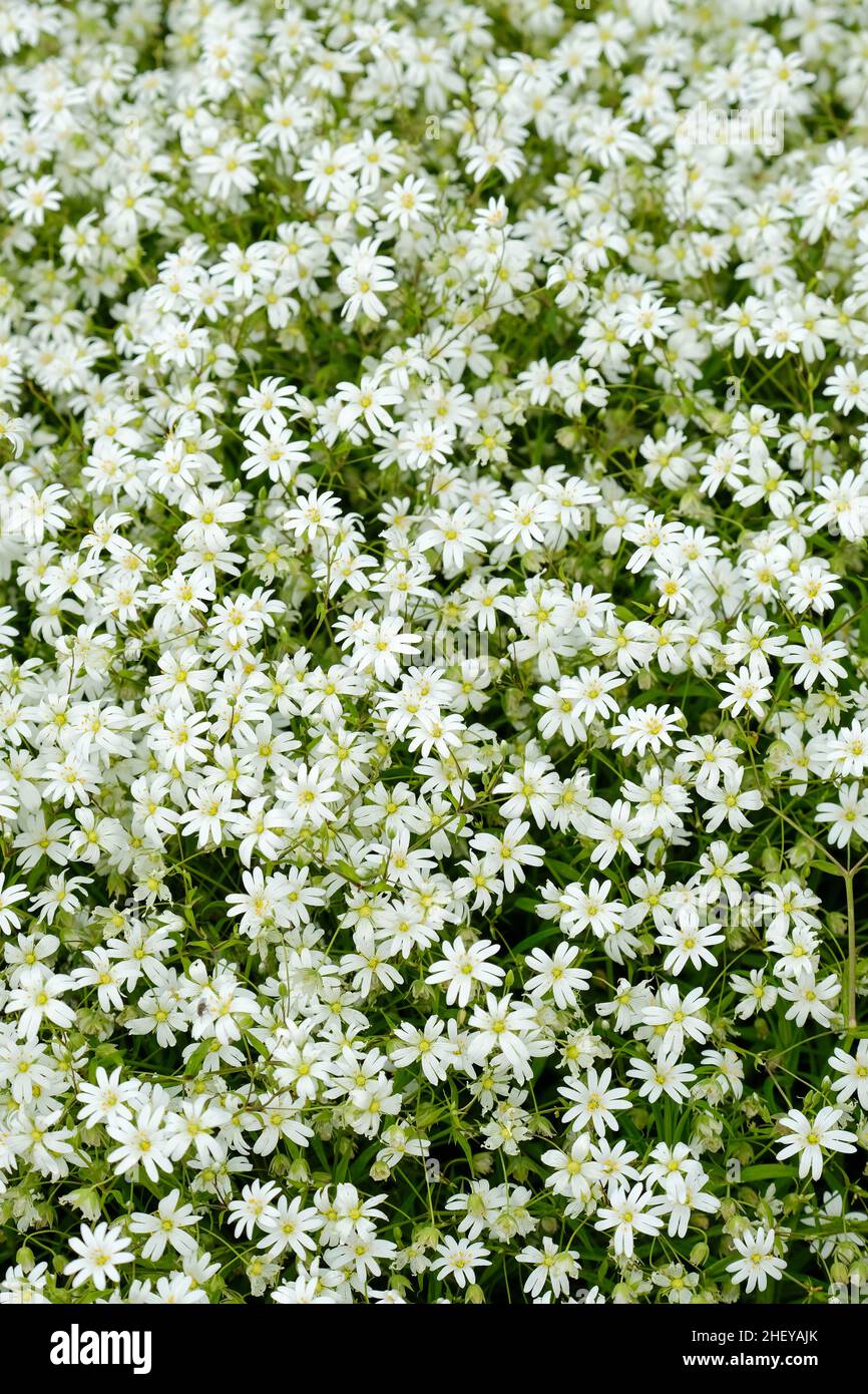 Stellaria holostea, millepertuis, millepertuis, ou viande d'adderschase.Vue sur un lit de fleurs blanches Banque D'Images Stellaria holostea, millepertuis, millepertuis, ou viande d'adderschase.Vue sur un lit de fleurs blanches Banque D'Images